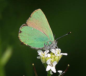 Callophrys rubi